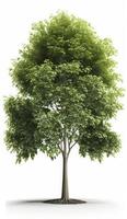 American beech trees, 3d rendering, for illustration, digital composition, architecture visualization, Generate Ai photo