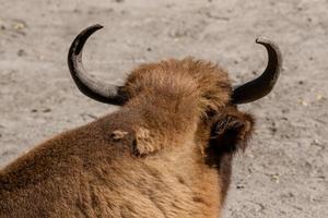 primer plano de la cabeza de búfalo foto