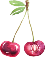 Cherry twig. Watercolor clipart png