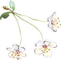 kers bloemen. waterverf clip art png