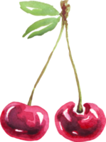 Cherry twig. Watercolor clipart png