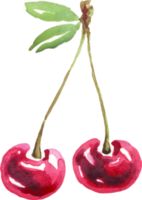 Cherry twig. Watercolor clipart png