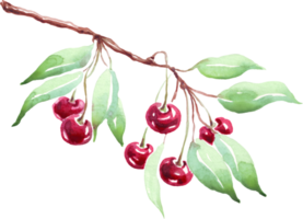 Cherry branch. Watercolor clipart png