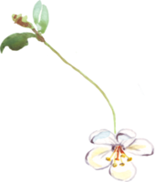 kers bloemen. waterverf clip art png