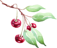 Cherry twig. Watercolor clipart png