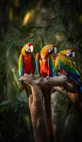 Colorful macaws perched on a tree's branch in forest photo