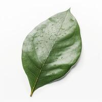 Green leaf on white background photo