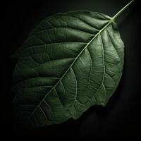 Green leaf on black background image photo