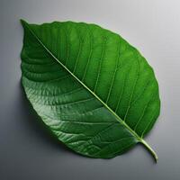 Big Green leaf hd image photo