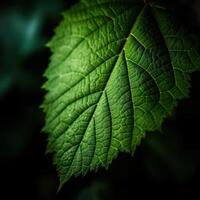 Image of Green leaf hd image photo