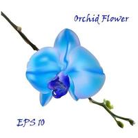 Blue isolated orchid flower vector