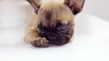 Cute pet French bulldog puppy video