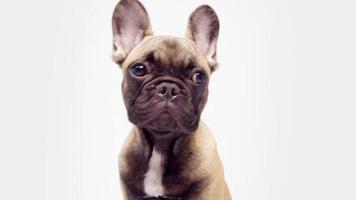 schattig huisdier Frans bulldog puppy video