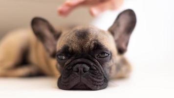 mignonne animal de compagnie français bouledogue chiot video