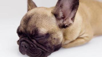 linda mascota francés buldog perrito video