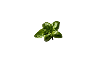 basil png transparent background