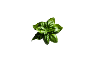 basil png transparent background