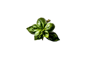 basil png transparent background