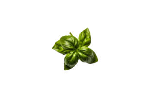 basil png transparent background