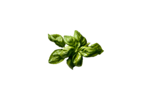 basil png transparent background