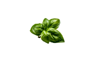 basil png transparent background