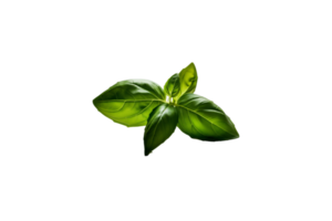 basil png transparent background