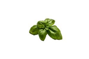 basil png transparent background