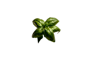 basil png transparent background