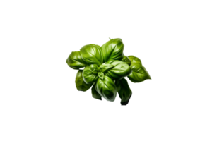 basil png transparent background