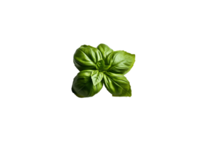 basil png transparent background