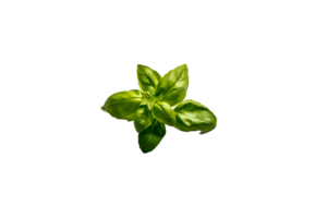 basil png transparent background