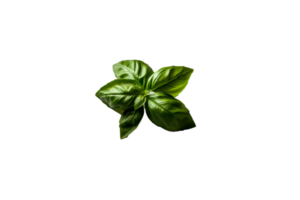 basil png transparent background