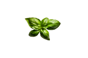 basil png transparent background