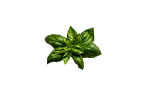 basil png transparent background