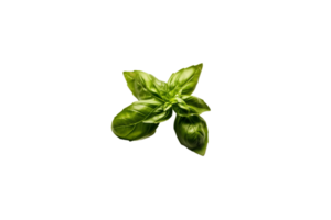 basil png transparent background