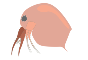 Plankton, water flea, zooplankton icon. Colorful cartoon cute animal icon isolated png