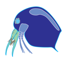 plancton, l'eau Puce, zooplancton icône. coloré dessin animé mignonne animal icône isolé png