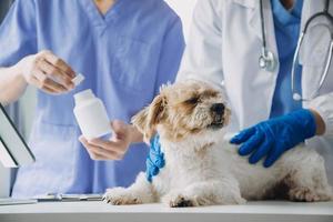 Vet examining dog and cat. Puppy and kitten at veterinarian doctor. Animal clinic. Pet check up and vaccination. Health care. photo