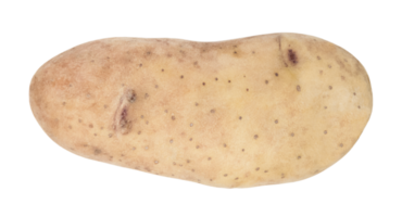 1 jovem batata isolado em transparente fundo. estoque foto png