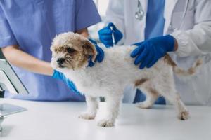 Vet examining dog and cat. Puppy and kitten at veterinarian doctor. Animal clinic. Pet check up and vaccination. Health care. photo