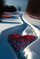 field of red tulips covered in snow. . photo