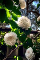 bunch of white flowers hanging from a tree. . photo