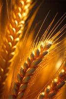 close up of a bunch of wheat. . photo