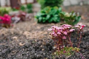 Blooming Saxifraga in spring in the garden photo