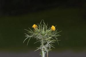 spotted Golden Thistle --Scolymus maculatus--,Germany photo