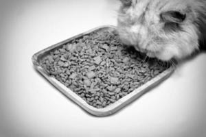 Close up of White Persian cat eating dry cat food serving on wooden board. Black and white tone photo