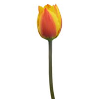 flor de tulipa laranja png