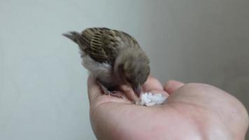 sentado em uma mão uma bebê casa pardal é comendo. ajudando uma bebê pardal. alimentando uma bebê pardal. mão alimentando bebê pardal. video