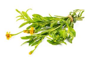 tarragon herbs isolated on white background photo