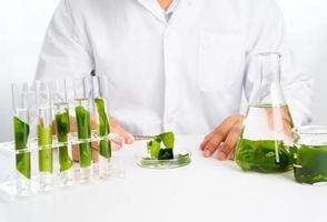 Asian scientist with science research biology with seaweed or kelp in the laboratory on white background photo